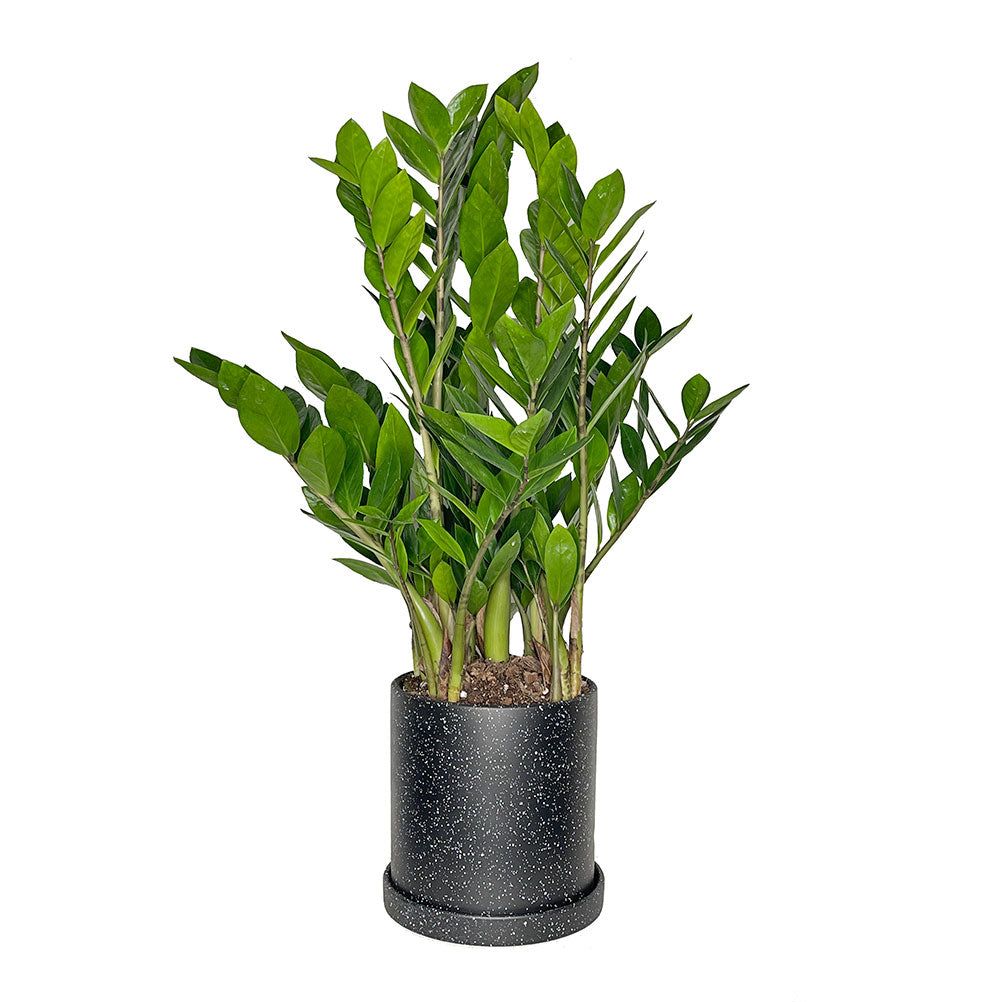 Set of Potted Easy-Care Houseplants - Bundle of Lush Easy-Care Plants Snake Plant Laurentii & ZZ Plant Zamioculcas 6” - Buy set of repotted easy-care indoor plants Snake Plant Laurentii & ZZ Plant for delivery at Planteia
