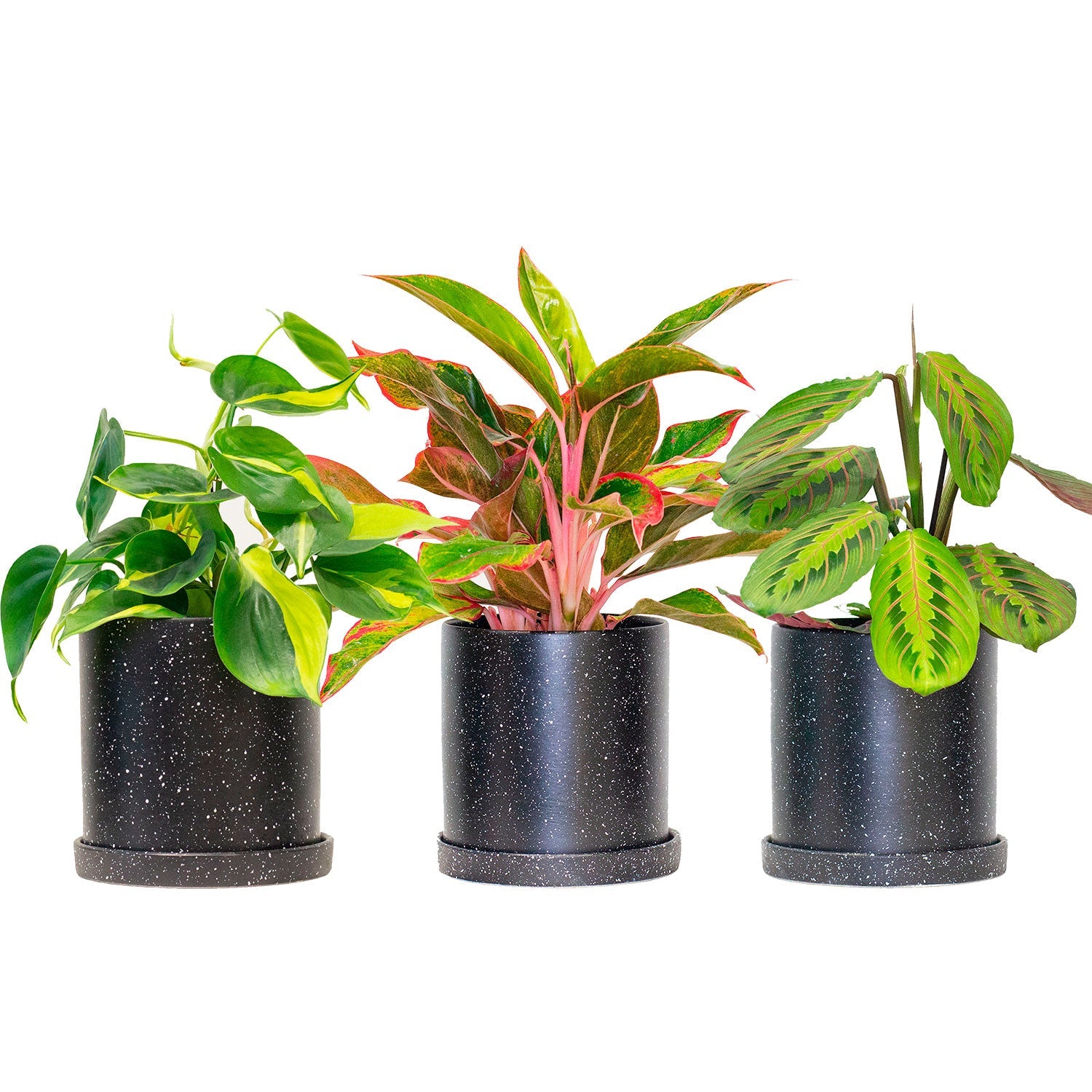 Set of Potted Easy-Care Lush Houseplants - Bundle of Lush Easy-Care Plants Philodendron Scandens Brasil & Chinese Evergreen & Maranta Tricolor 6” - Buy set of repotted easy-care indoor plants for delivery at Planteia