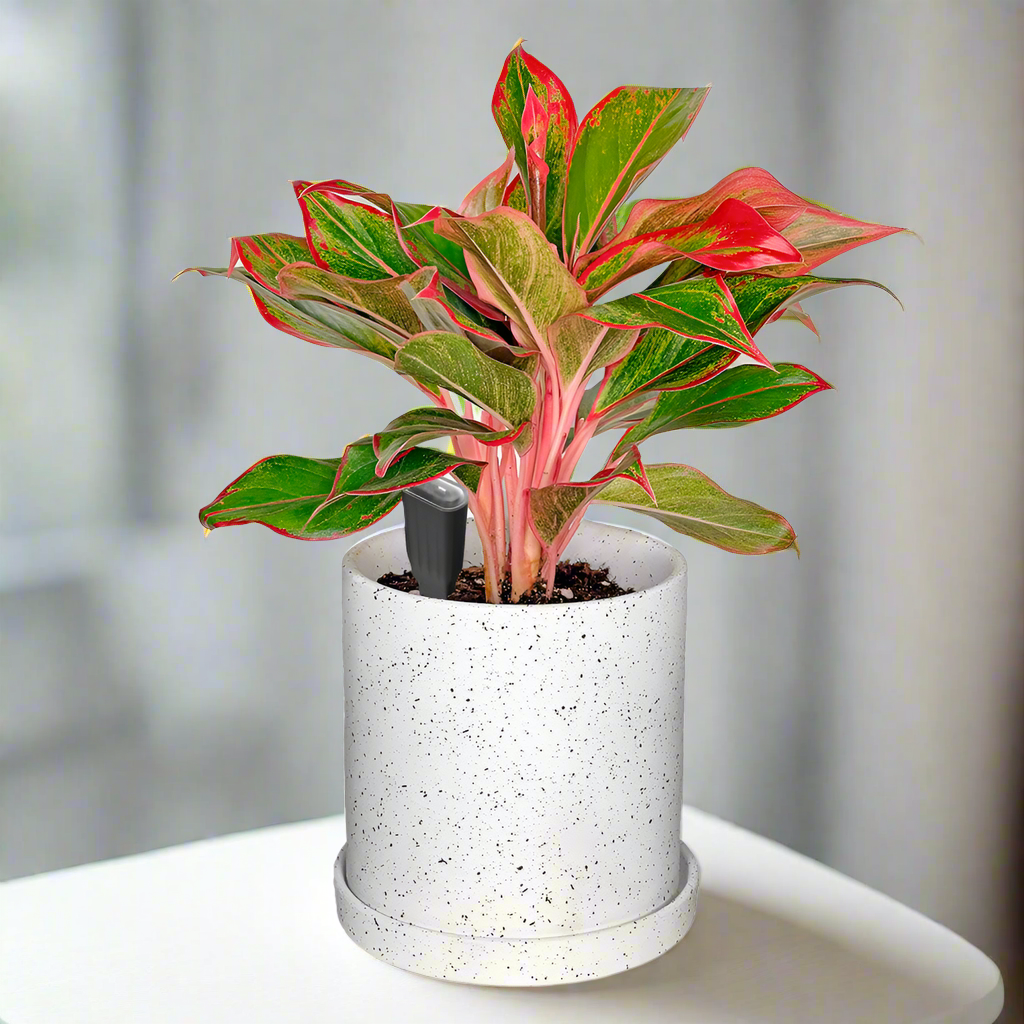 Gardy - Plant Care Monitor