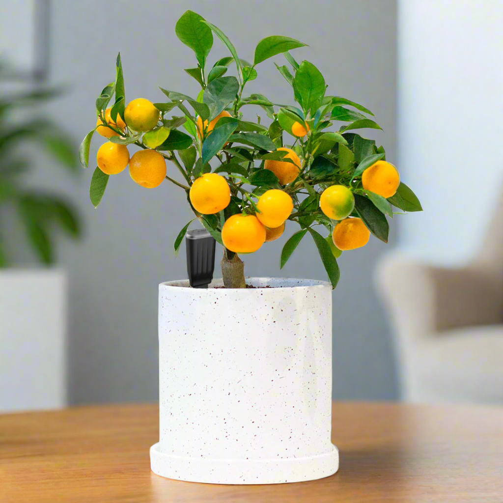 Gardy - Plant Care Monitor