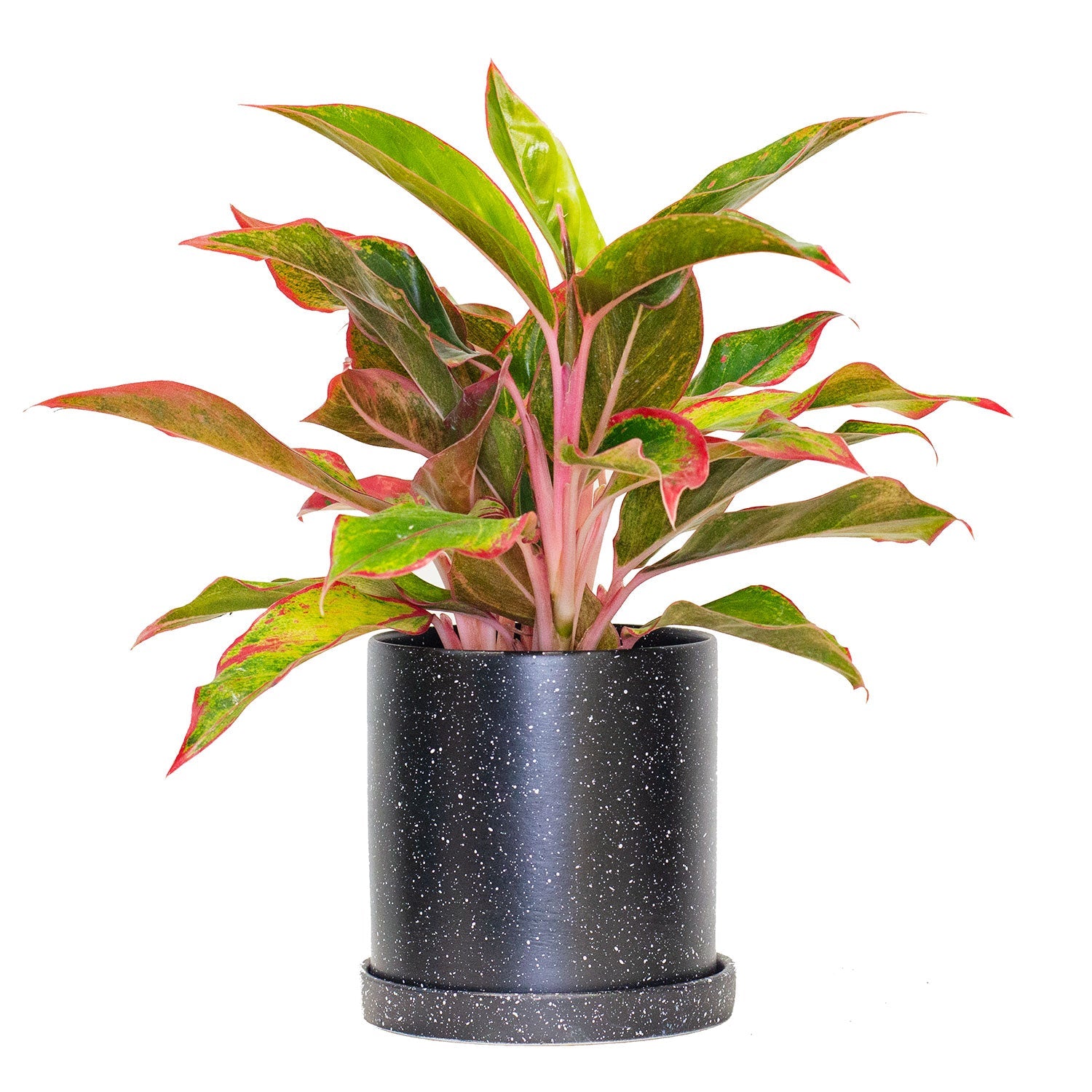 Set of Potted Easy-Care Lush Houseplants - Bundle of Lush Easy-Care Plants Philodendron Scandens Brasil & Chinese Evergreen & Maranta Tricolor 6” - Buy set of repotted easy-care indoor plants for delivery at Planteia