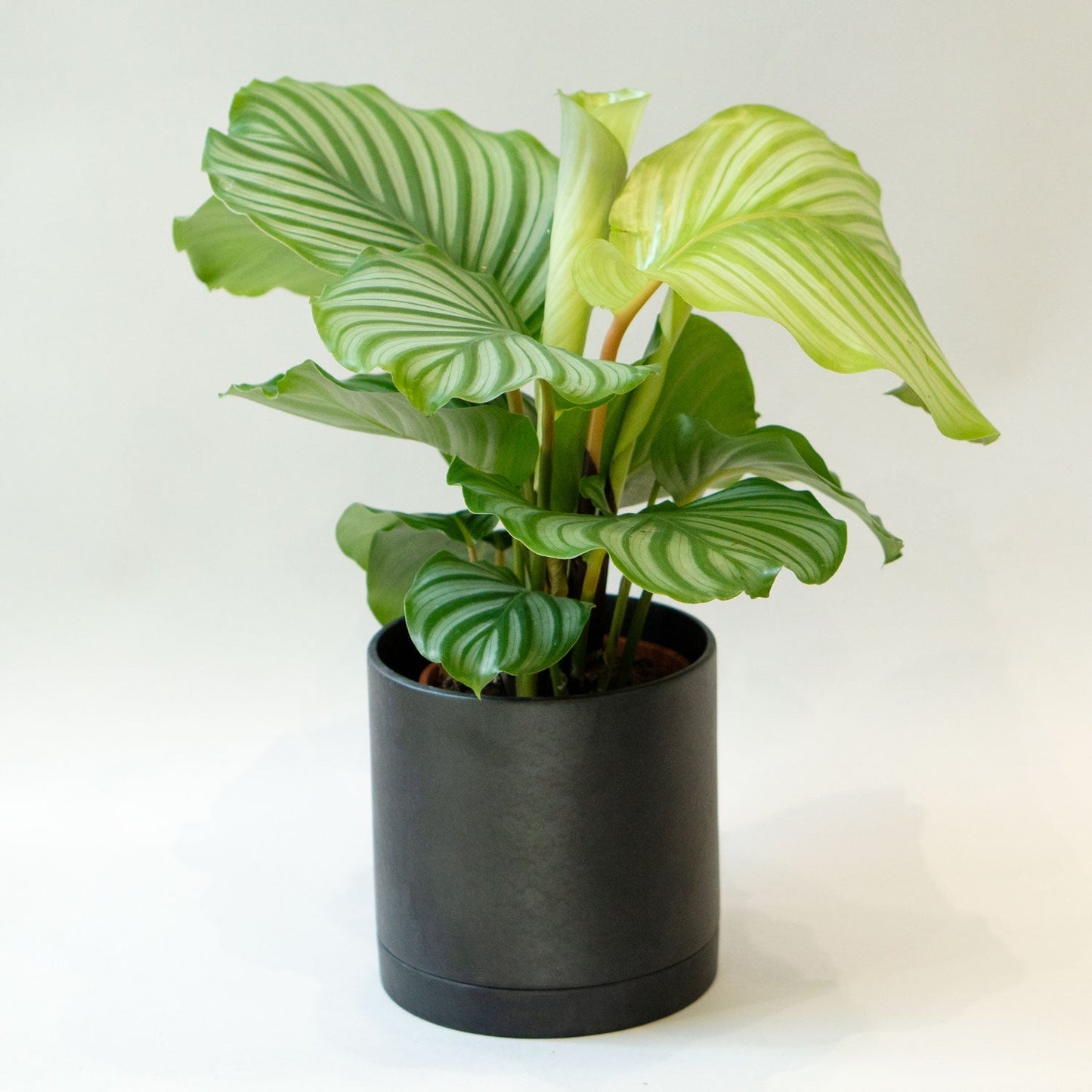 4.5” Ceramic Pot with saucer Black small - Pots & Planters for Delivery