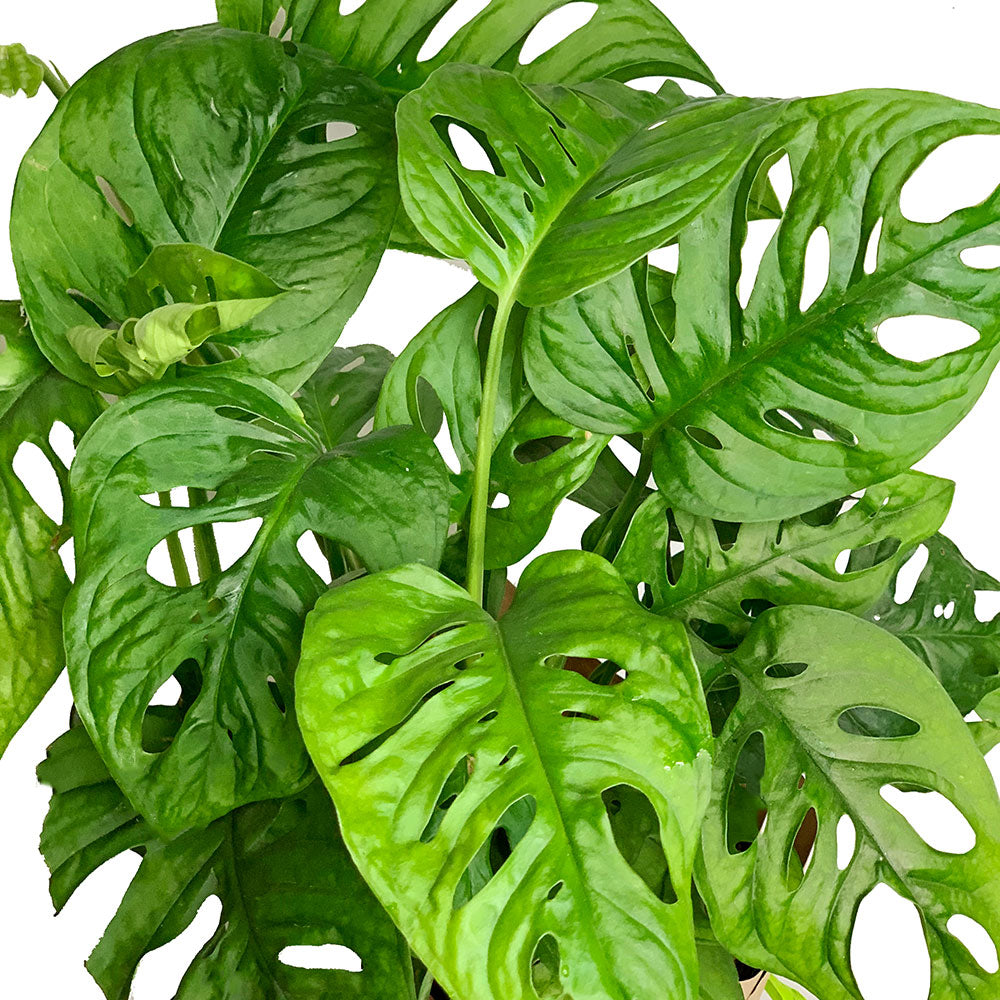 Leaves of Monstera Adansonii - Set of Potted Easy-Care Trendy Houseplants - Bundle of Trendy Easy-Care Plants Monstera Adansonii & Fiddle Leaf Fig 6” - Buy set of repotted easy-care popular indoor plants Monstera Adansonii & Fiddle Leaf Fig for delivery at Planteia