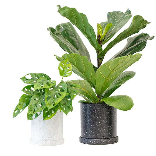 Set of Potted Easy-Care Trendy Houseplants - Bundle of Trendy Easy-Care Plants Monstera Adansonii & Fiddle Leaf Fig 6” - Buy set of repotted easy-care popular indoor plants Monstera Adansonii & Fiddle Leaf Fig for delivery at Planteia
