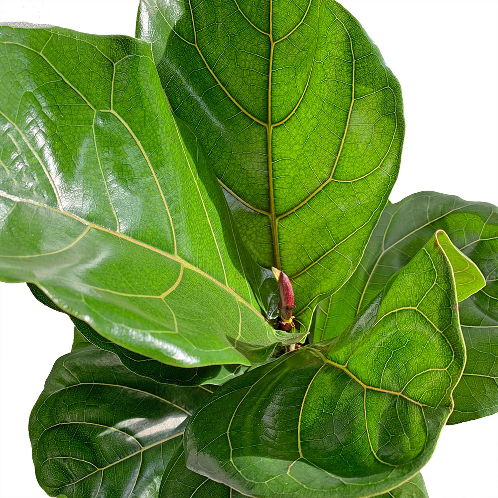 Fiddle Leaf Fig (Bush)