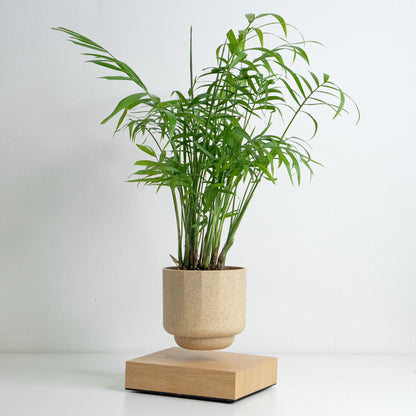 Levio Parlor Palm