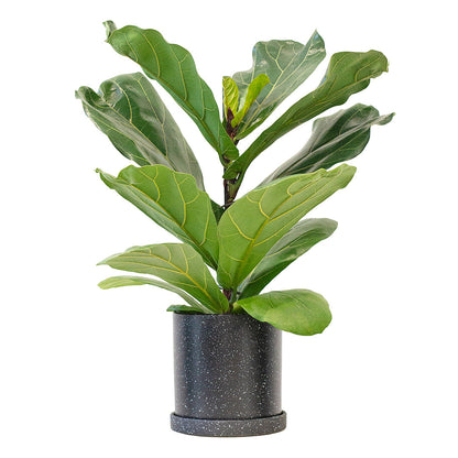 Set of Potted Easy-Care Trendy Houseplants - Bundle of Trendy Easy-Care Plants Monstera Adansonii & Fiddle Leaf Fig 6” - Buy set of repotted easy-care popular indoor plants Monstera Adansonii & Fiddle Leaf Fig for delivery at Planteia