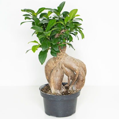 Bonsai Ficus Retusa