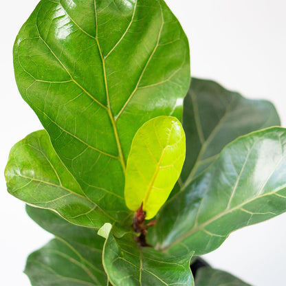 Fiddle Leaf Fig (Bush)