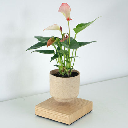 Levio Anthurium