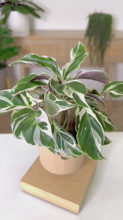 Levio Calathea White Fusion