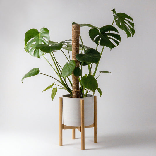 Adjustable Bamboo Plant Stand - Indoor Plant Stand for Delivery