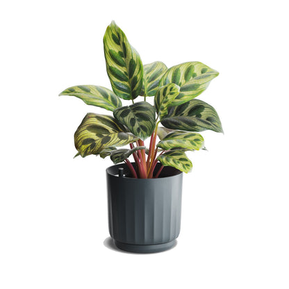 LYF (Graphite) Х 3 - for a plant crew